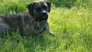 Cathy's English Mastiff, Cede