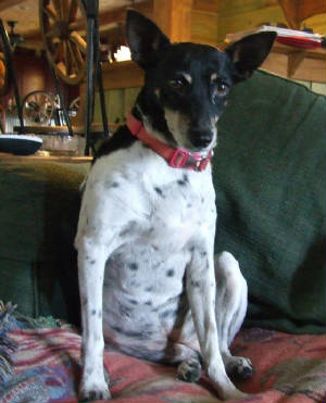 Cathy's Rat Terrier, Missy