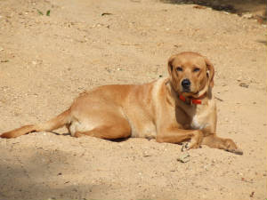 Rink, the watch dog!